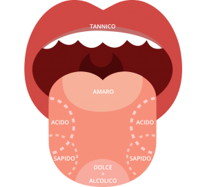 Sapori del vino
