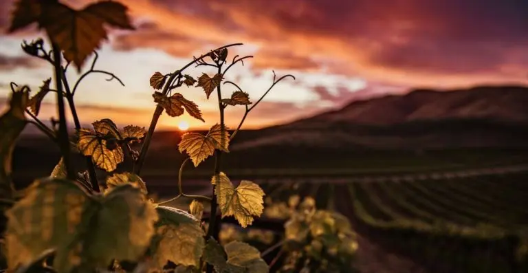 5 cantine da visitare in zona Faenza